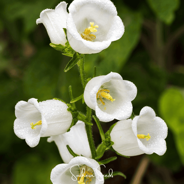 Canterbury Bells Mix Seeds