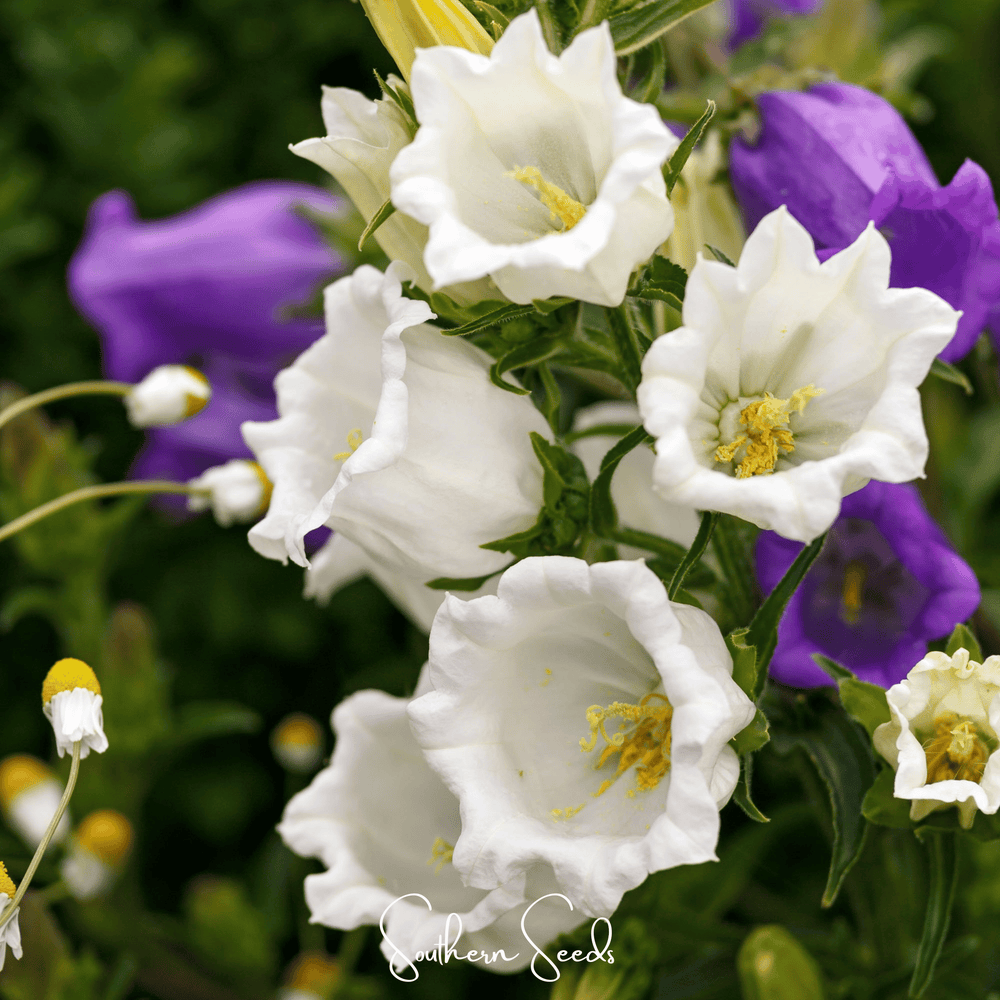 Canterbury Bells Mix Seeds