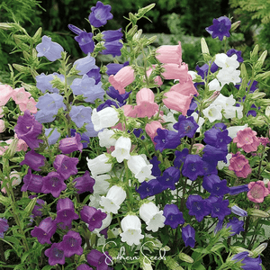 Canterbury Bells Mix Seeds