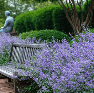 Catmint Seeds