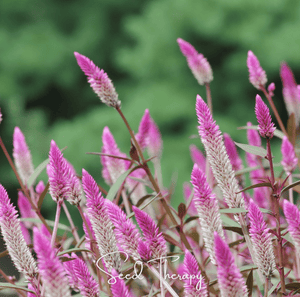 Flamingo Feather Celosia Seeds