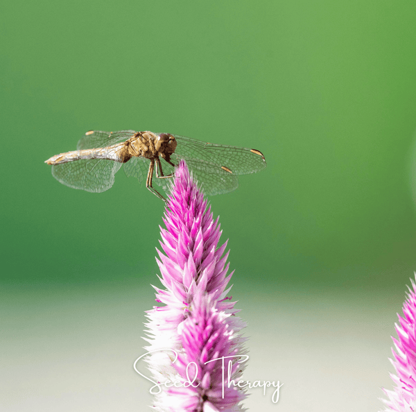Flamingo Feather Celosia Seeds