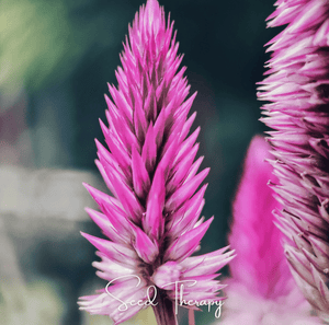 Flamingo Feather Celosia Seeds