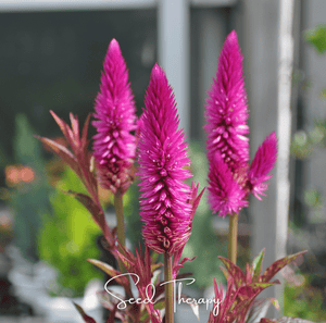 Flamingo Feather Celosia Seeds
