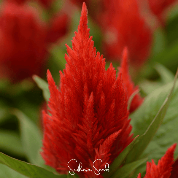 Scarlet Plume Celosia Seeds