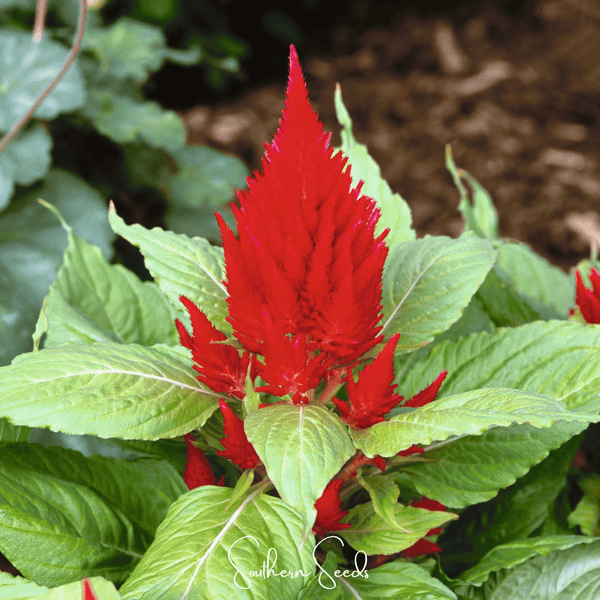 Scarlet Plume Celosia Seeds