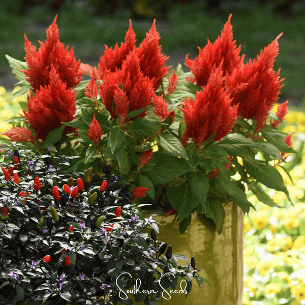 Scarlet Plume Celosia Seeds