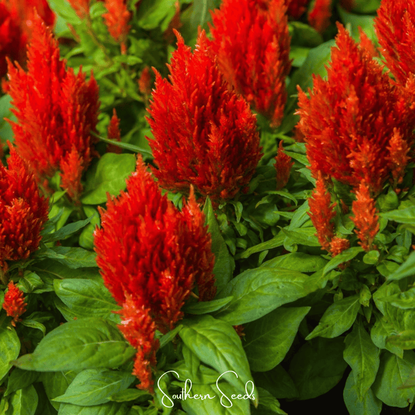 Scarlet Plume Celosia Seeds