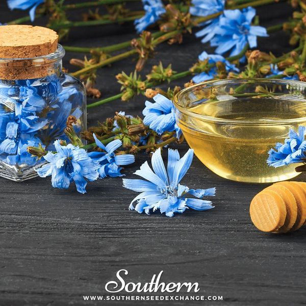 Chicory Seeds