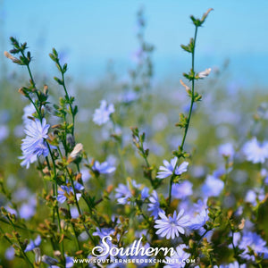 Chicory Seeds