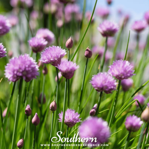 Chive Seeds