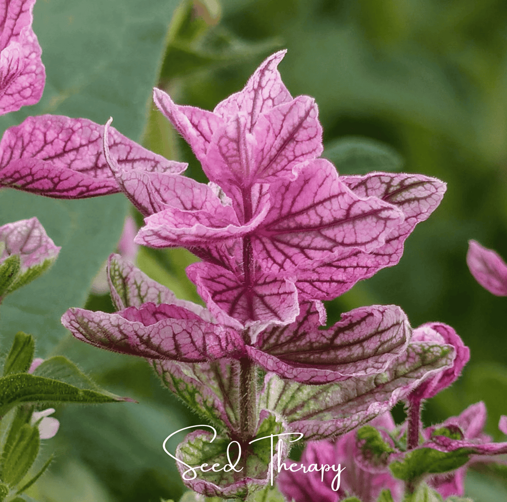 Pink Sundae Clary Sage Seeds