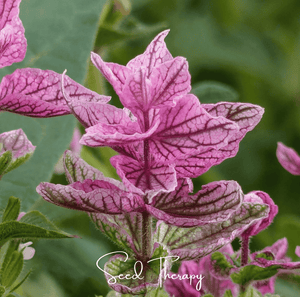 Pink Sundae Clary Sage Seeds