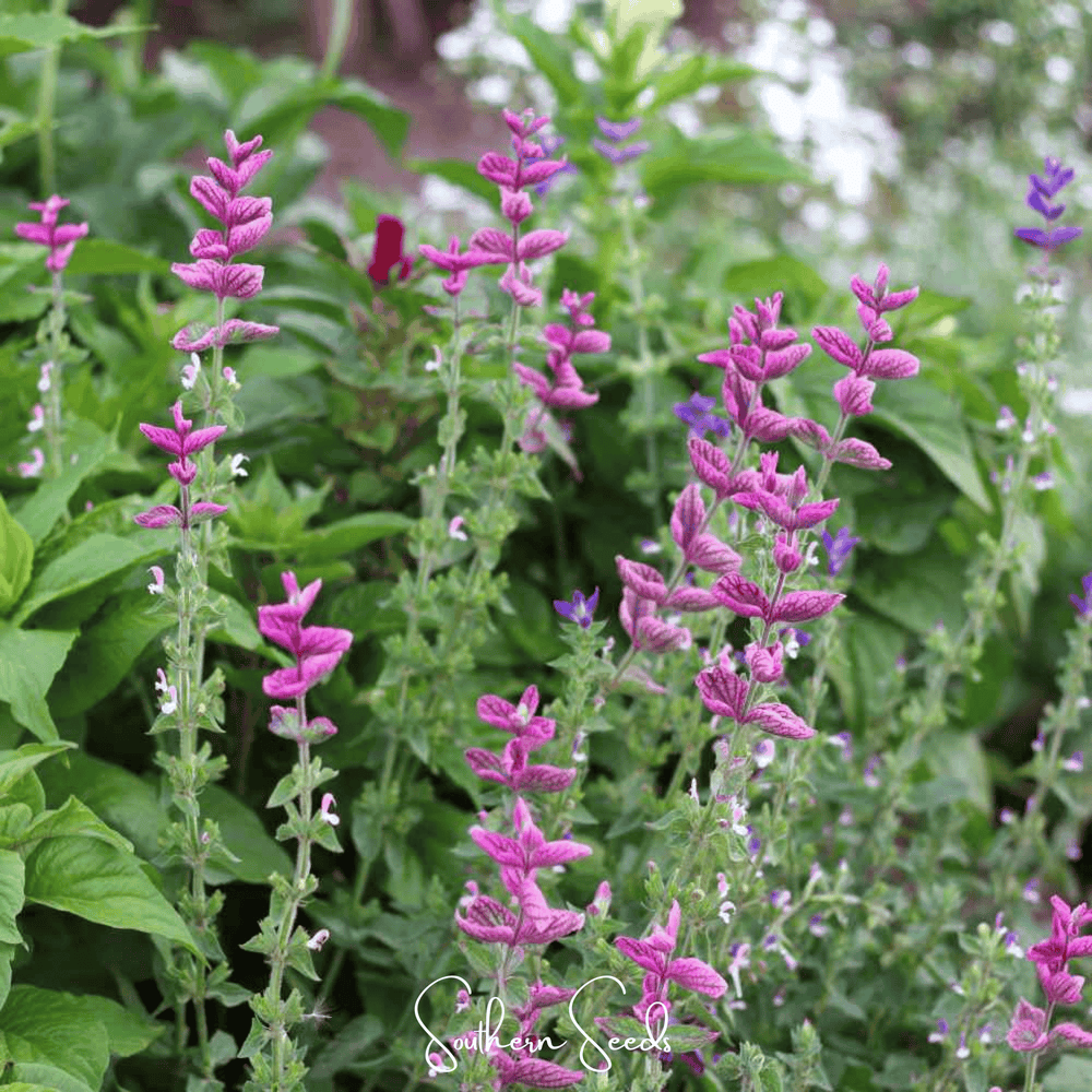 Pink Sundae Clary Sage Seeds