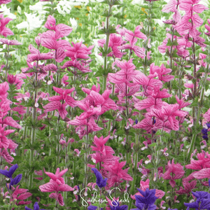 Pink Sundae Clary Sage Seeds