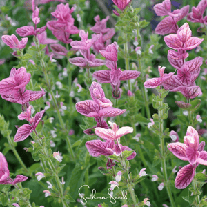 Pink Sundae Clary Sage Seeds