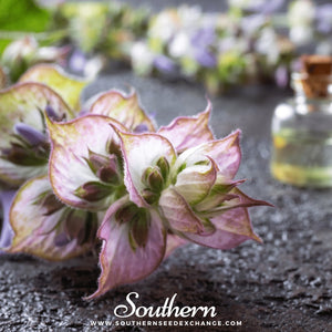 Clary Sage Seeds