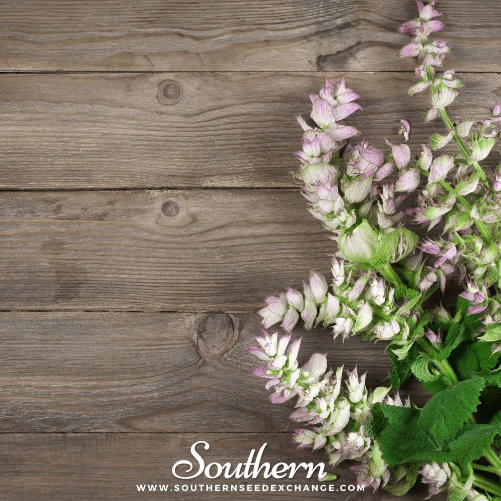 Clary Sage Seeds