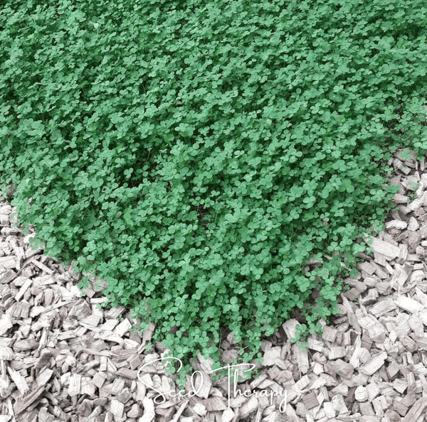 Micro Clover Seeds