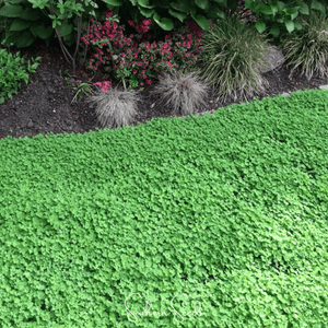 Micro Clover Seeds