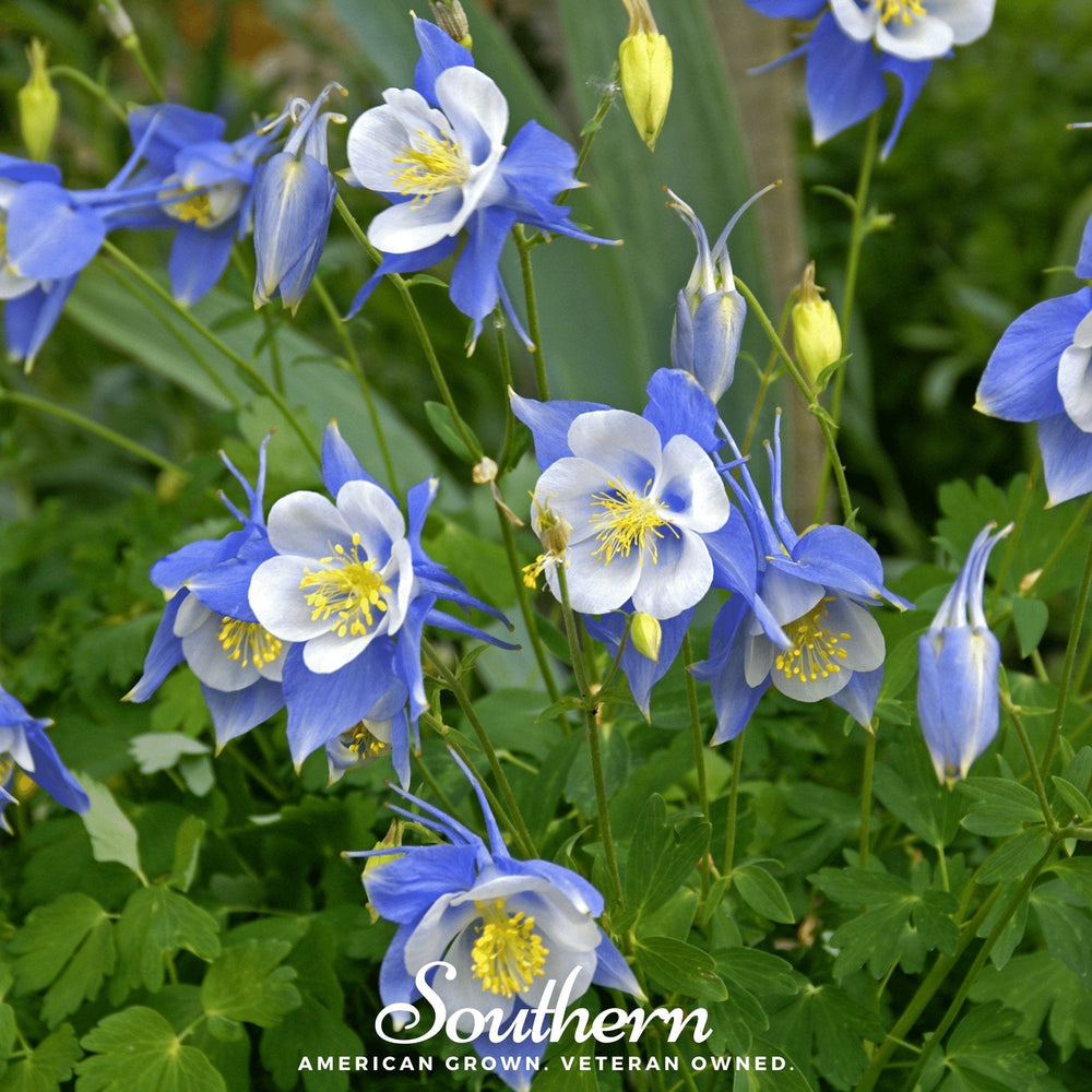 Colorado Blue Columbine Seeds