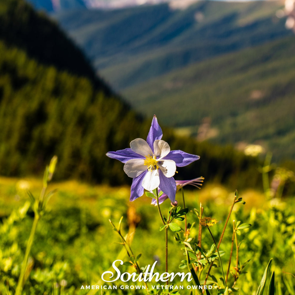 Colorado Blue Columbine Seeds