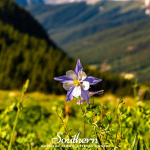Colorado Blue Columbine Seeds