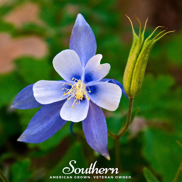 Colorado Blue Columbine Seeds