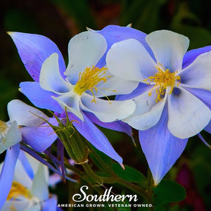Colorado Blue Columbine Seeds