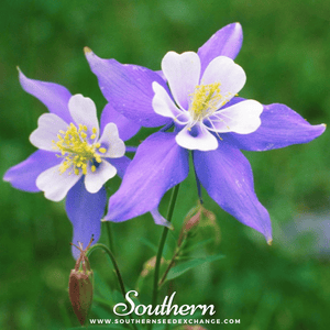 Dwarf Columbine Seed Mix
