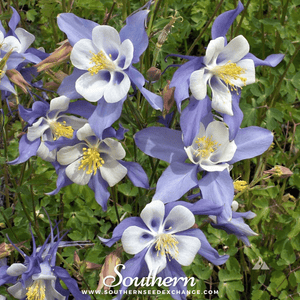 Dwarf Columbine Seed Mix