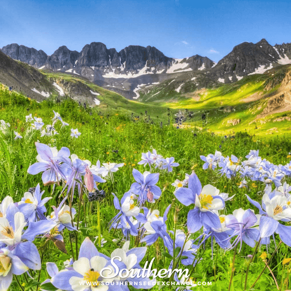 Dwarf Columbine Seed Mix
