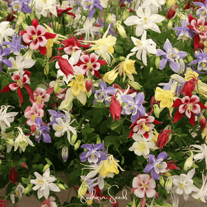 McKana Giant Columbine Seeds
