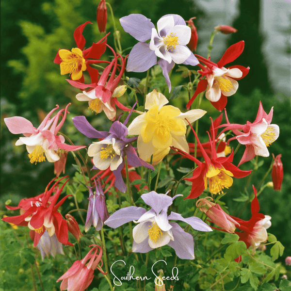McKana Giant Columbine Seeds