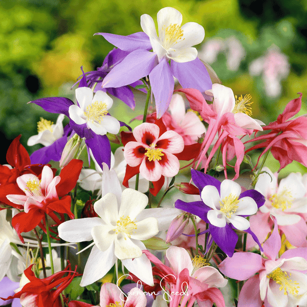 McKana Giant Columbine Seeds