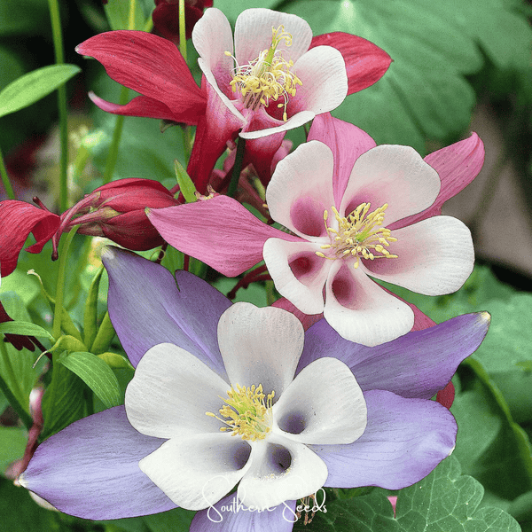 McKana Giant Columbine Seeds
