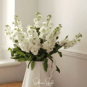 White Goddess Stock Seeds
