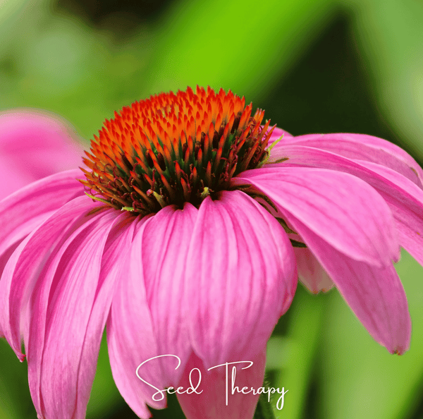Purple Coneflower Seeds