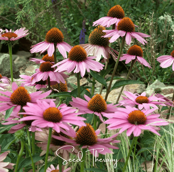 Purple Coneflower Seeds