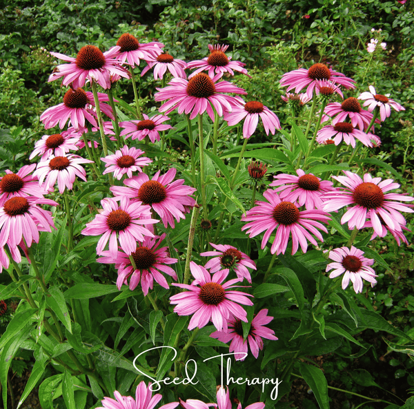 Purple Coneflower Seeds