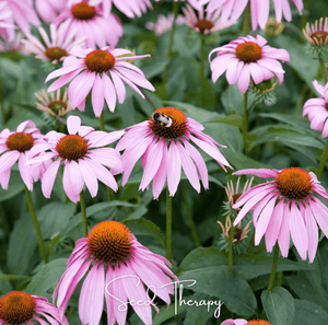Purple Coneflower Seeds