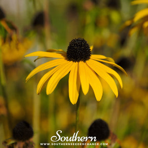 Yellow Coneflower Seeds