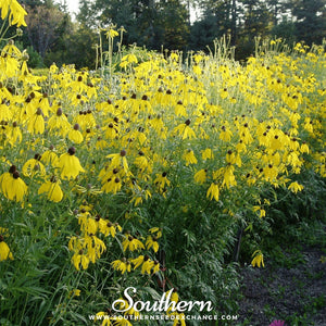 Yellow Coneflower Seeds