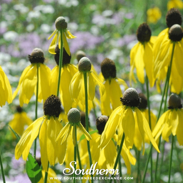 Yellow Coneflower Seeds