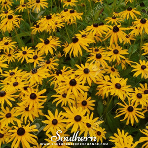 Yellow Coneflower Seeds