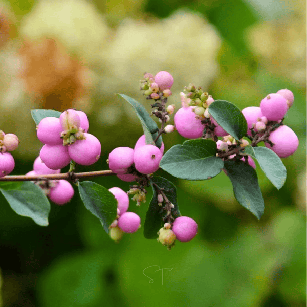 Coralberry Seeds