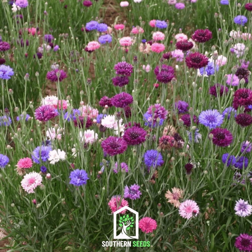Cornflower Mix Seeds