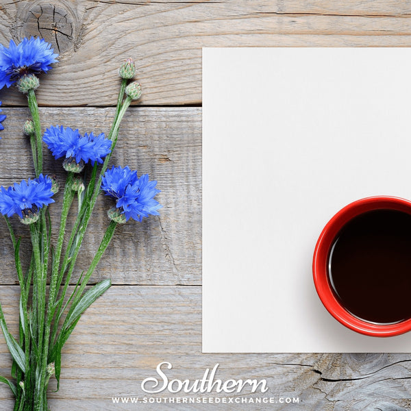 Blue Cornflower Seeds