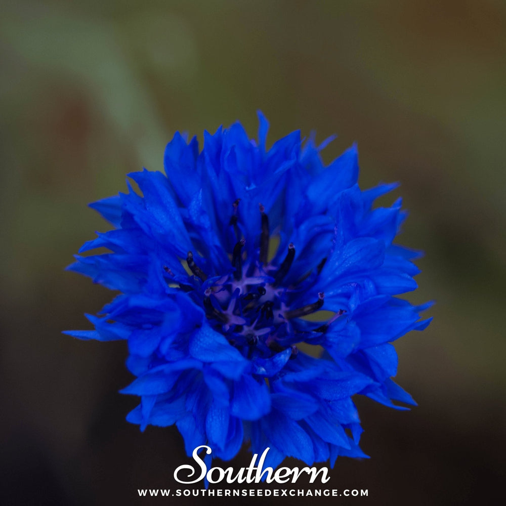 Blue Cornflower Seeds