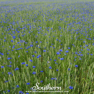 Blue Cornflower Seeds